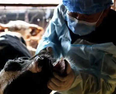 肉肉类分割线牛犊出售我家三代兽医可村民肉牛价格却总赊账。我上